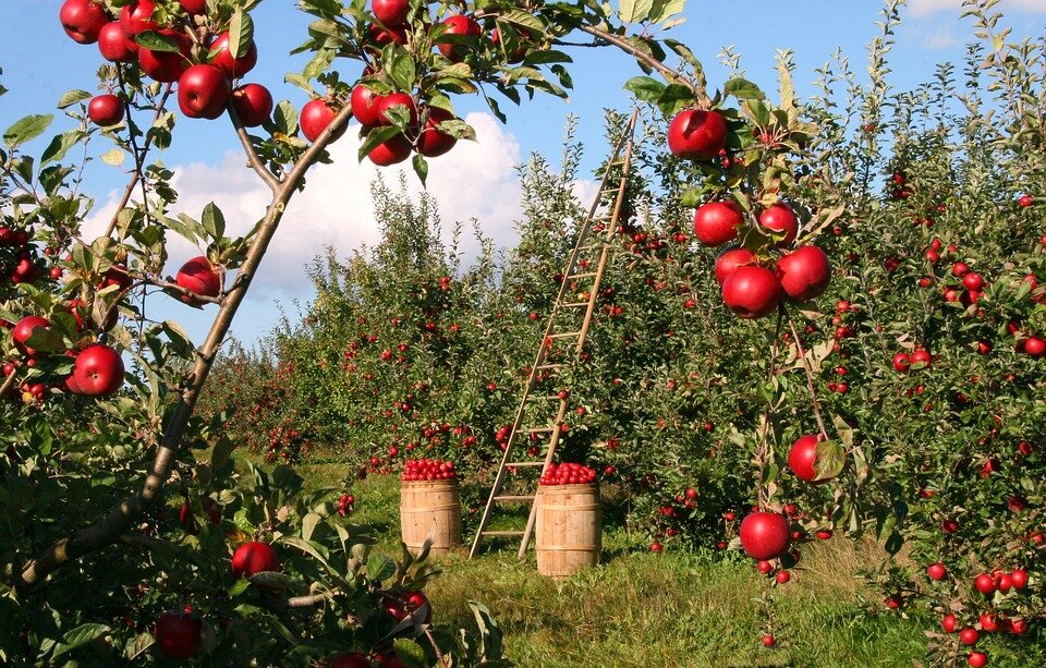 Українські фермери залишають яблука в садах