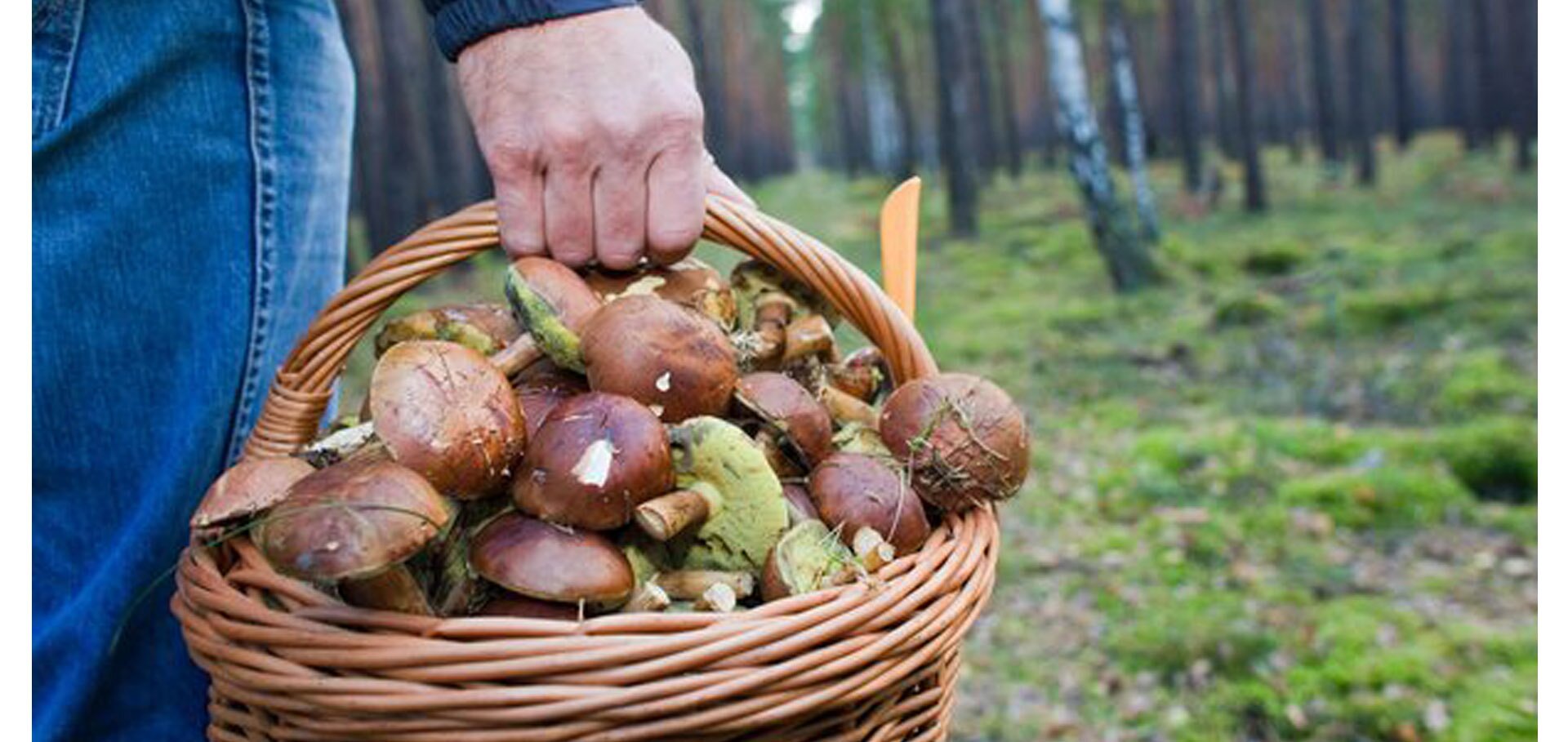 Ліси на Уманщині потрапили до переліку найкращих місць України для грибників