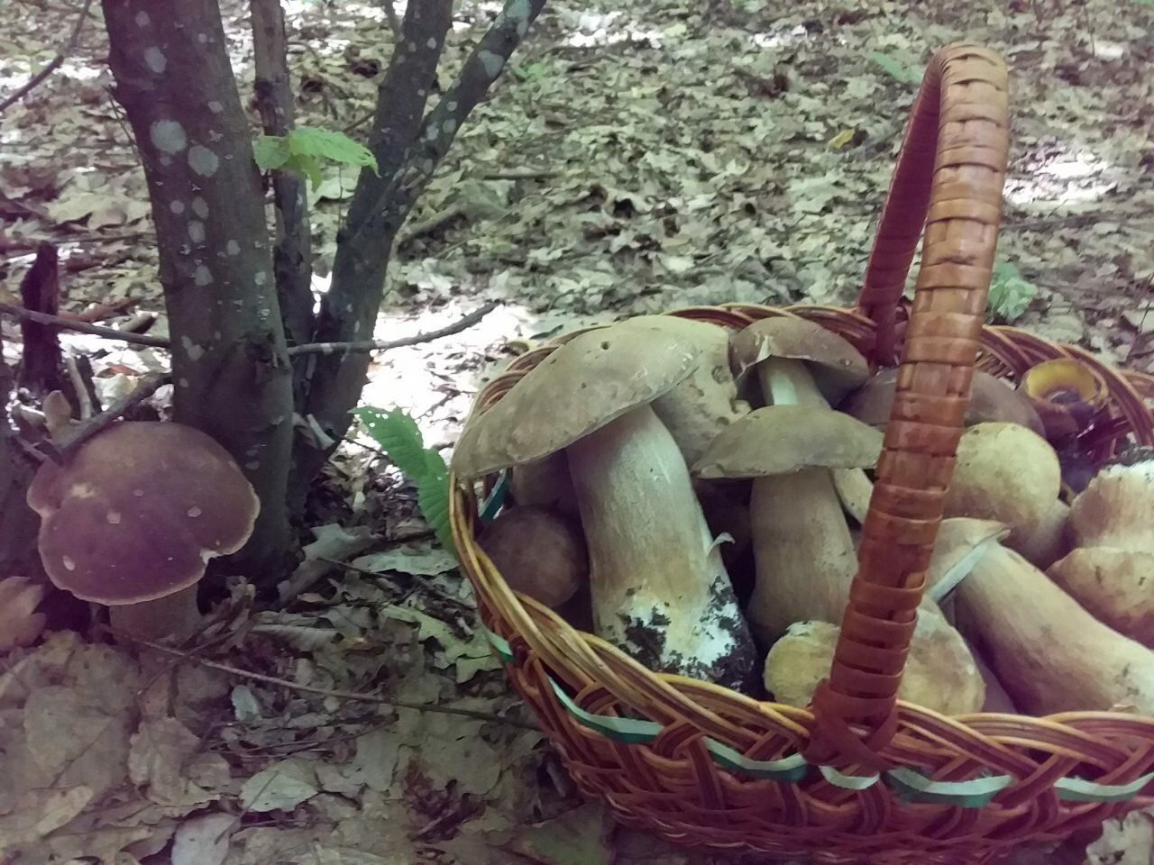 Жителька Умані отруїлася смаженими грибами. Поради лікарів