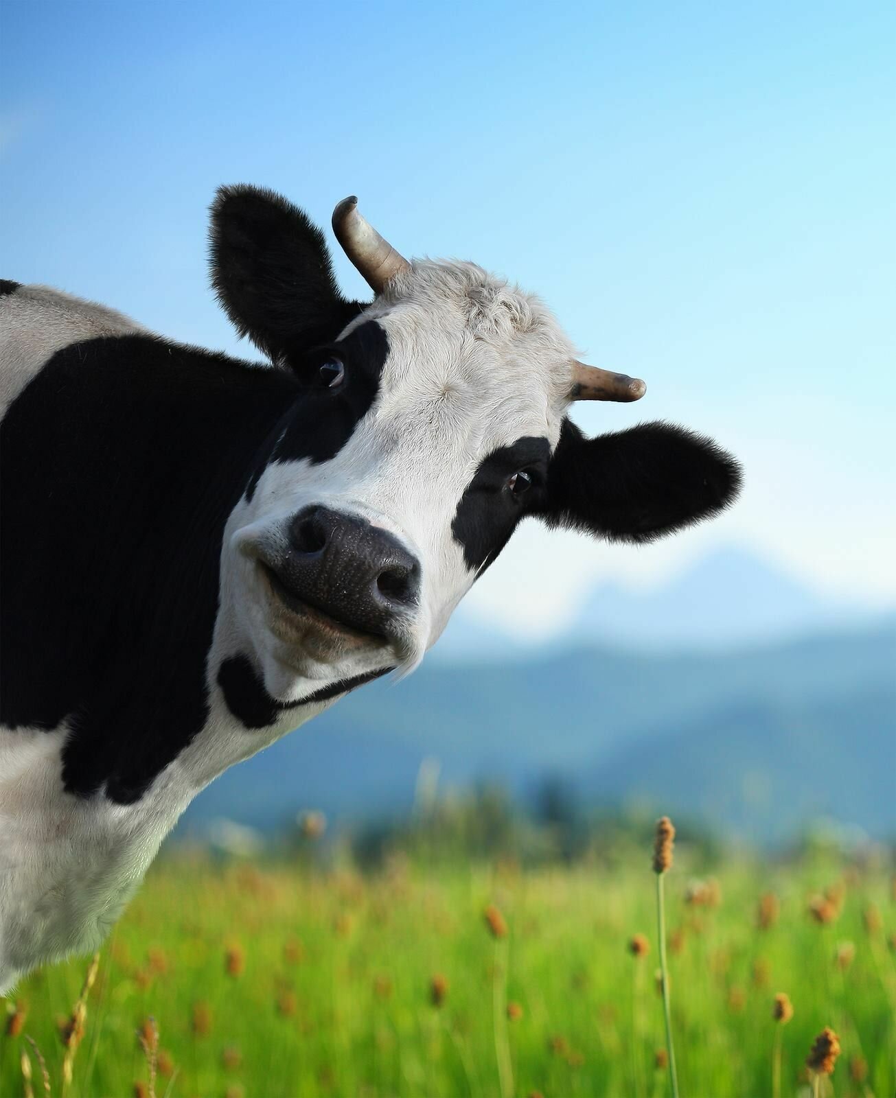 На Черкащині збільшилося виробництво молока