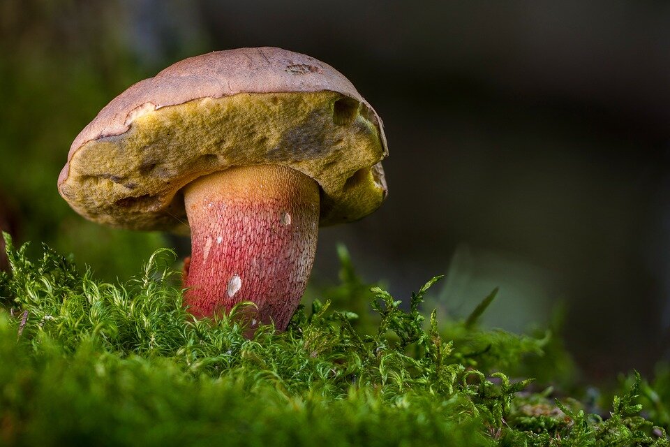 Жителька Уманщини отруїлась консервованими грибами